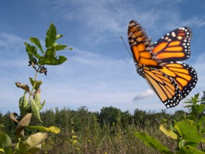 Butterfly Effect